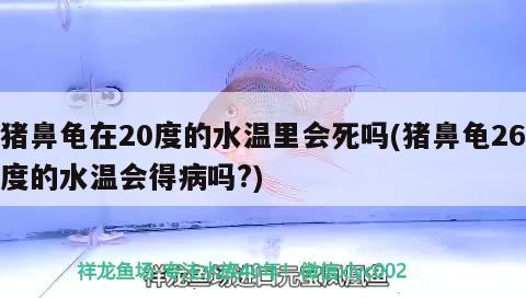 豬鼻龜在20度的水溫里會死嗎(豬鼻龜26度的水溫會得病嗎?) 豬鼻龜百科 第2張