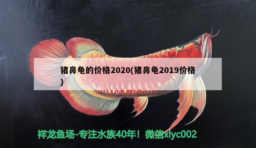 豬鼻龜的價格2020(豬鼻龜2019價格) 豬鼻龜百科