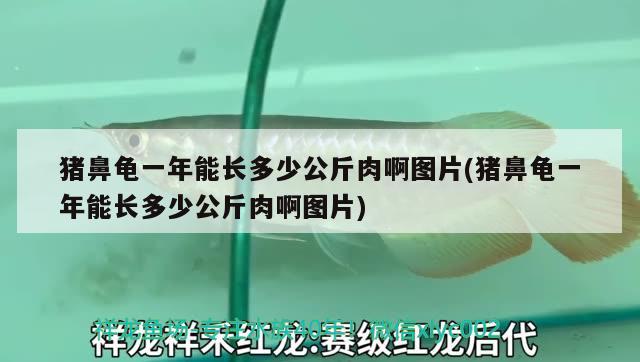 豬鼻龜一年能長多少公斤肉啊圖片(豬鼻龜一年能長多少公斤肉啊圖片)