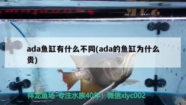 ada魚缸有什么不同(ada的魚缸為什么貴)