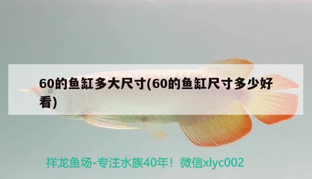 60的魚缸多大尺寸(60的魚缸尺寸多少好看)