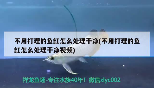 不用打理的魚(yú)缸怎么處理干凈(不用打理的魚(yú)缸怎么處理干凈視頻)