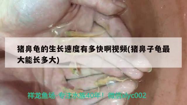 豬鼻龜?shù)纳L速度有多快啊視頻(豬鼻子龜最大能長多大) 豬鼻龜