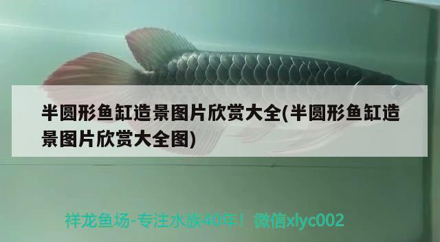 半圓形魚缸造景圖片欣賞大全(半圓形魚缸造景圖片欣賞大全圖) 廣州龍魚批發(fā)市場