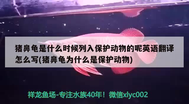 豬鼻龜是什么時候列入保護動物的呢英語翻譯怎么寫(豬鼻龜為什么是保護動物) 豬鼻龜百科