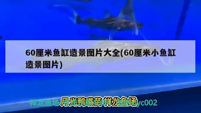 60厘米魚缸造景圖片大全(60厘米小魚缸造景圖片) 熊貓異形魚L46