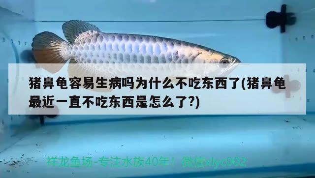 豬鼻龜容易生病嗎為什么不吃東西了(豬鼻龜最近一直不吃東西是怎么了?) 豬鼻龜