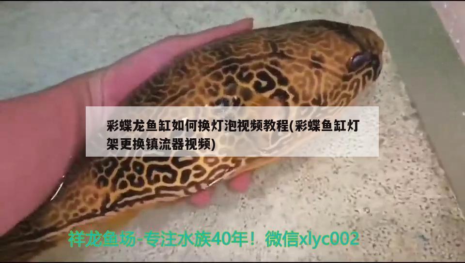 彩蝶龍魚缸如何換燈泡視頻教程(彩蝶魚缸燈架更換鎮(zhèn)流器視頻)