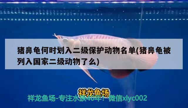 豬鼻龜何時(shí)劃入二級保護(hù)動物名單(豬鼻龜被列入國家二級動物了么) 豬鼻龜百科