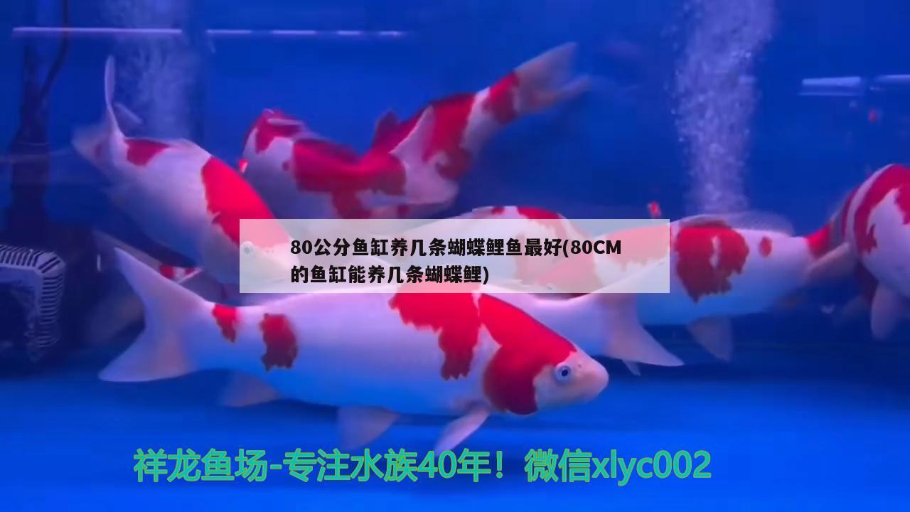 80公分魚缸養(yǎng)幾條蝴蝶鯉魚最好(80CM的魚缸能養(yǎng)幾條蝴蝶鯉) 蝴蝶鯉