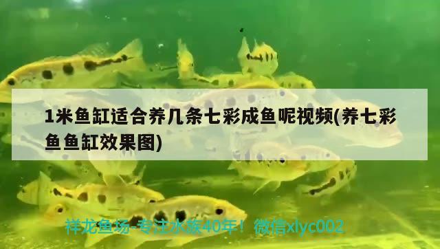 1米魚缸適合養(yǎng)幾條七彩成魚呢視頻(養(yǎng)七彩魚魚缸效果圖)