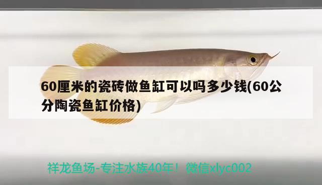 60厘米的瓷磚做魚(yú)缸可以嗎多少錢(60公分陶瓷魚(yú)缸價(jià)格)