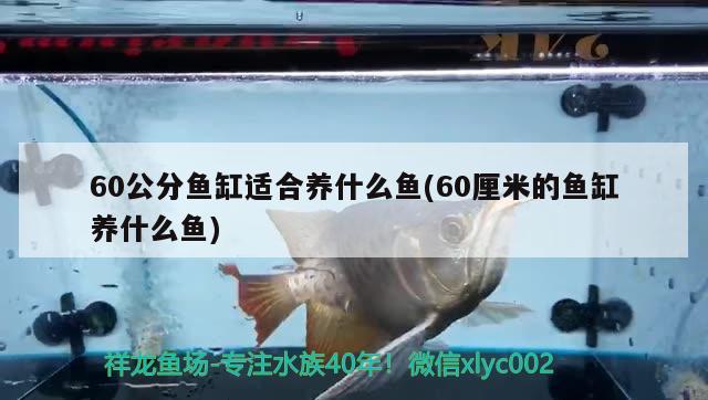 60公分魚缸適合養(yǎng)什么魚(60厘米的魚缸養(yǎng)什么魚) 帝王血鉆魚