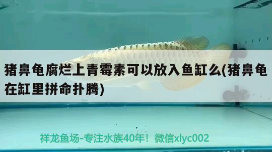 豬鼻龜腐爛上青霉素可以放入魚缸么(豬鼻龜在缸里拼命撲騰) 豬鼻龜百科