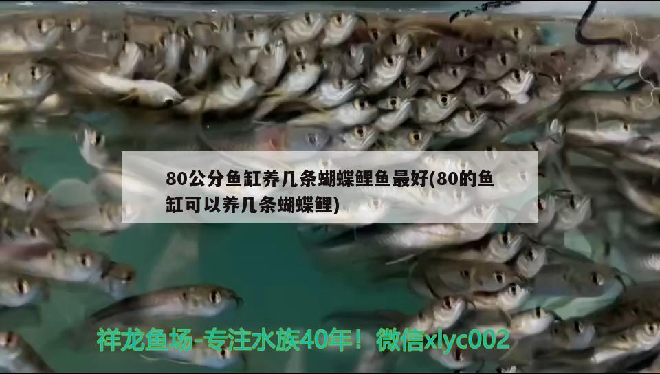 80公分魚缸養(yǎng)幾條蝴蝶鯉魚最好(80的魚缸可以養(yǎng)幾條蝴蝶鯉)