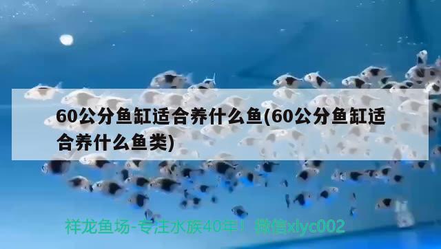 60公分魚缸適合養(yǎng)什么魚(60公分魚缸適合養(yǎng)什么魚類) 廣州水族批發(fā)市場