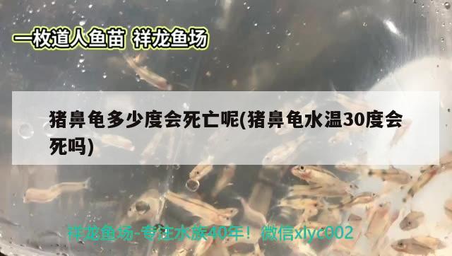 豬鼻龜多少度會(huì)死亡呢(豬鼻龜水溫30度會(huì)死嗎) 豬鼻龜百科