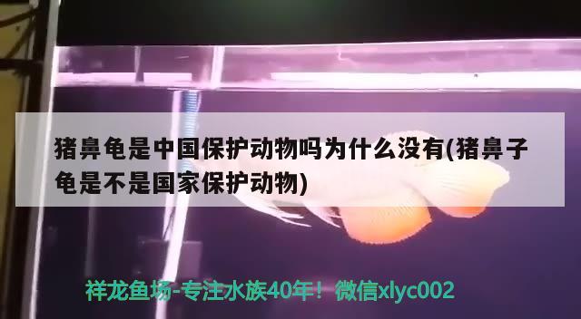 豬鼻龜是中國保護動物嗎為什么沒有(豬鼻子龜是不是國家保護動物)