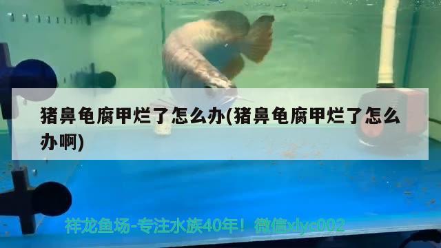 豬鼻龜腐甲爛了怎么辦(豬鼻龜腐甲爛了怎么辦啊) 豬鼻龜百科