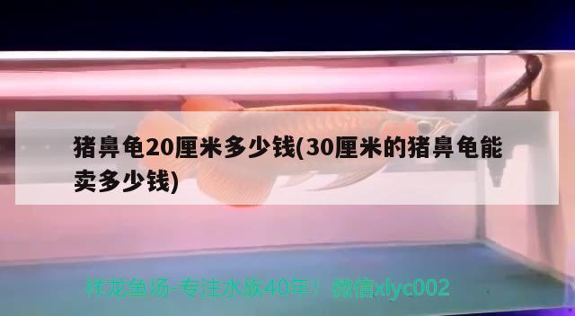 豬鼻龜20厘米多少錢(30厘米的豬鼻龜能賣多少錢) 豬鼻龜