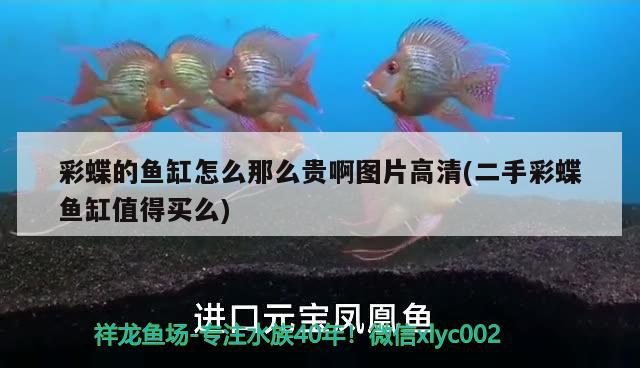 彩蝶的魚(yú)缸怎么那么貴啊圖片高清(二手彩蝶魚(yú)缸值得買(mǎi)么)