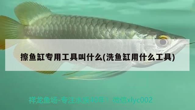 擦魚缸專用工具叫什么(洗魚缸用什么工具)