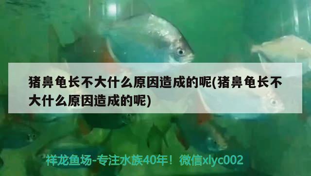 豬鼻龜長不大什么原因造成的呢(豬鼻龜長不大什么原因造成的呢) 豬鼻龜