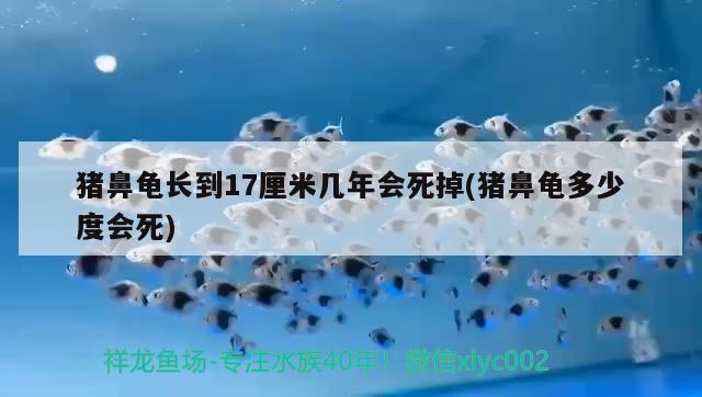 豬鼻龜長到17厘米幾年會(huì)死掉(豬鼻龜多少度會(huì)死)