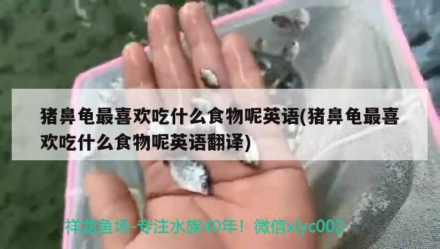 豬鼻龜最喜歡吃什么食物呢英語(yǔ)(豬鼻龜最喜歡吃什么食物呢英語(yǔ)翻譯) 豬鼻龜