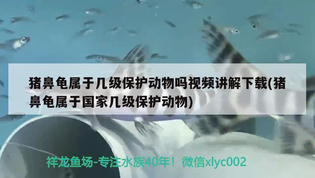 豬鼻龜屬于幾級保護動物嗎視頻講解下載(豬鼻龜屬于國家?guī)准壉Ｗo動物) 豬鼻龜