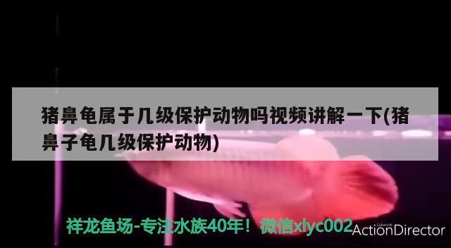 豬鼻龜屬于幾級保護動物嗎視頻講解一下(豬鼻子龜幾級保護動物)