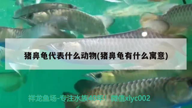 豬鼻龜代表什么動物(豬鼻龜有什么寓意) 豬鼻龜百科 第2張