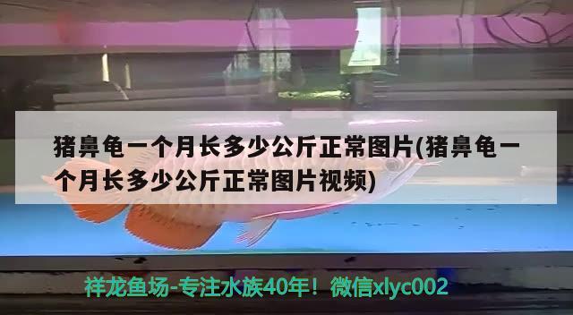 豬鼻龜一個(gè)月長多少公斤正常圖片(豬鼻龜一個(gè)月長多少公斤正常圖片視頻) 豬鼻龜