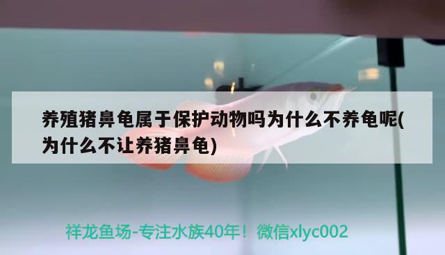 養(yǎng)殖豬鼻龜屬于保護動物嗎為什么不養(yǎng)龜呢(為什么不讓養(yǎng)豬鼻龜)