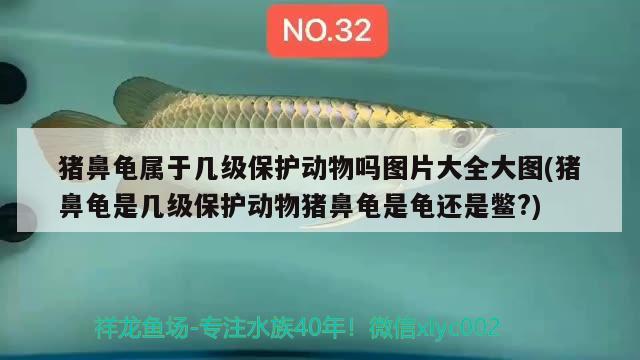 豬鼻龜屬于幾級保護(hù)動物嗎圖片大全大圖(豬鼻龜是幾級保護(hù)動物豬鼻龜是龜還是鱉?) 豬鼻龜