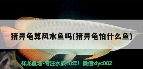 豬鼻龜算風(fēng)水魚嗎(豬鼻龜怕什么魚) 豬鼻龜百科