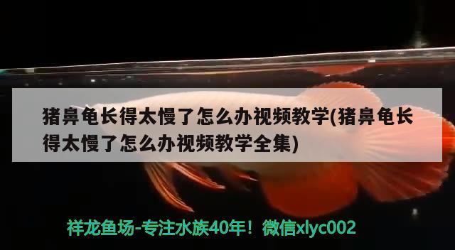 豬鼻龜長得太慢了怎么辦視頻教學(豬鼻龜長得太慢了怎么辦視頻教學全集)