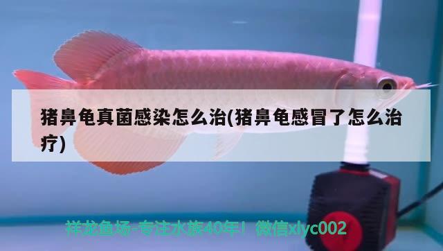 豬鼻龜真菌感染怎么治(豬鼻龜感冒了怎么治療) 豬鼻龜