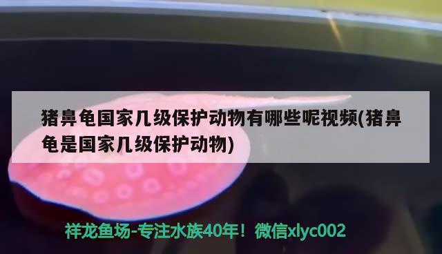 豬鼻龜國家?guī)准壉Ｗo(hù)動物有哪些呢視頻(豬鼻龜是國家?guī)准壉Ｗo(hù)動物) 豬鼻龜