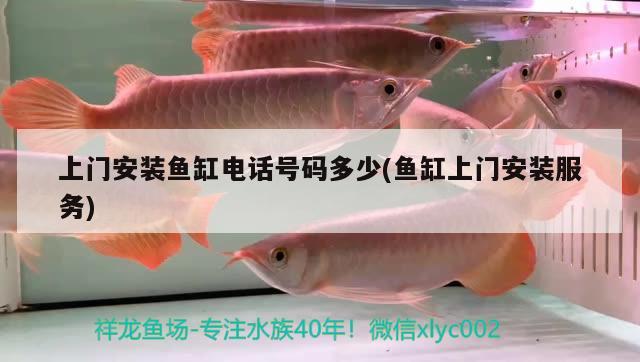 上門安裝魚缸電話號(hào)碼多少(魚缸上門安裝服務(wù)) 高背金龍魚