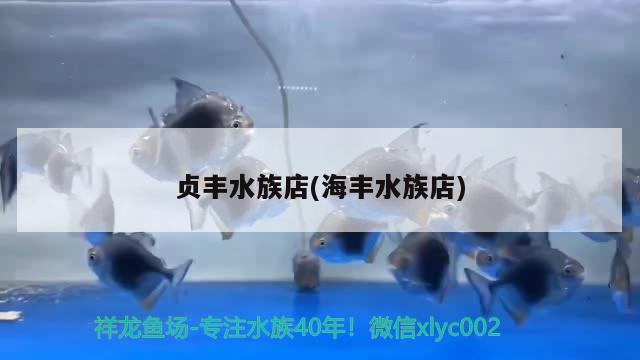 貞豐水族店(海豐水族店) 藍底過背金龍魚