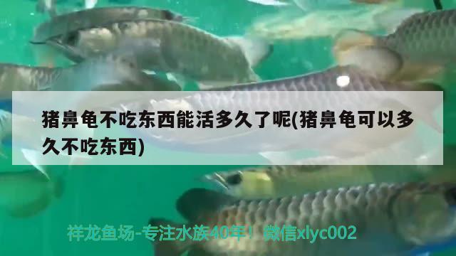 豬鼻龜不吃東西能活多久了呢(豬鼻龜可以多久不吃東西) 豬鼻龜百科