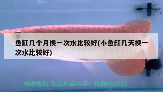 魚缸幾個月?lián)Q一次水比較好(小魚缸幾天換一次水比較好)