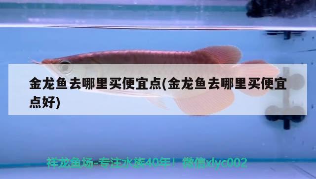 金龍魚去哪里買便宜點(diǎn)(金龍魚去哪里買便宜點(diǎn)好) 黑白雙星魚