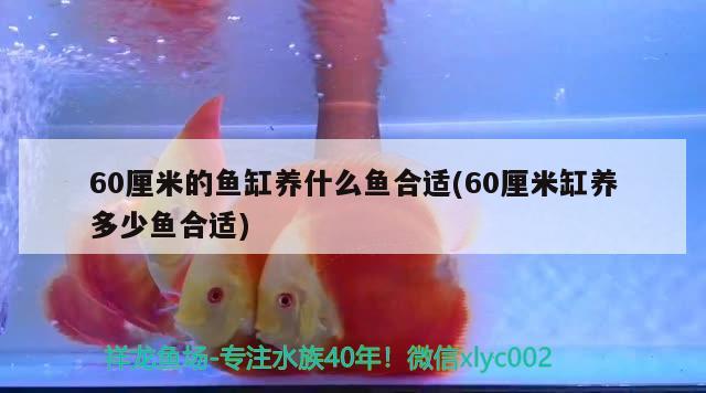 60厘米的魚(yú)缸養(yǎng)什么魚(yú)合適(60厘米缸養(yǎng)多少魚(yú)合適) 女王大帆魚(yú)苗