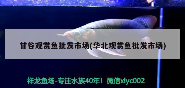 甘谷觀賞魚批發(fā)市場(chǎng)(華北觀賞魚批發(fā)市場(chǎng)) 觀賞魚批發(fā)