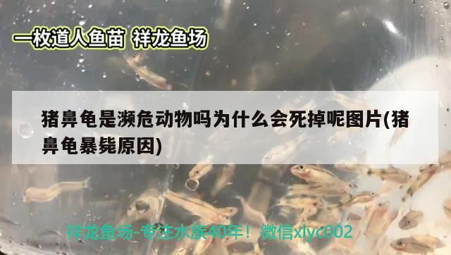 豬鼻龜是瀕危動物嗎為什么會死掉呢圖片(豬鼻龜暴斃原因) 豬鼻龜百科