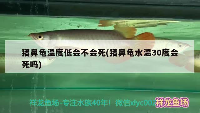 豬鼻龜溫度低會不會死(豬鼻龜水溫30度會死嗎) 豬鼻龜百科