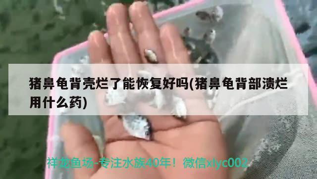 豬鼻龜背殼爛了能恢復(fù)好嗎(豬鼻龜背部潰爛用什么藥) 豬鼻龜百科