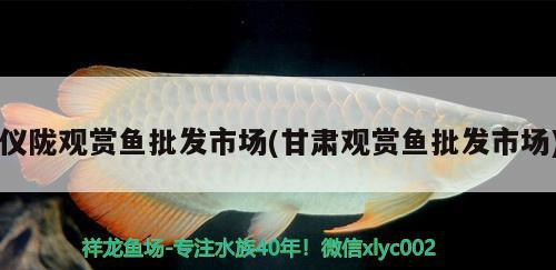 儀隴觀賞魚批發(fā)市場(甘肅觀賞魚批發(fā)市場) 觀賞魚批發(fā)